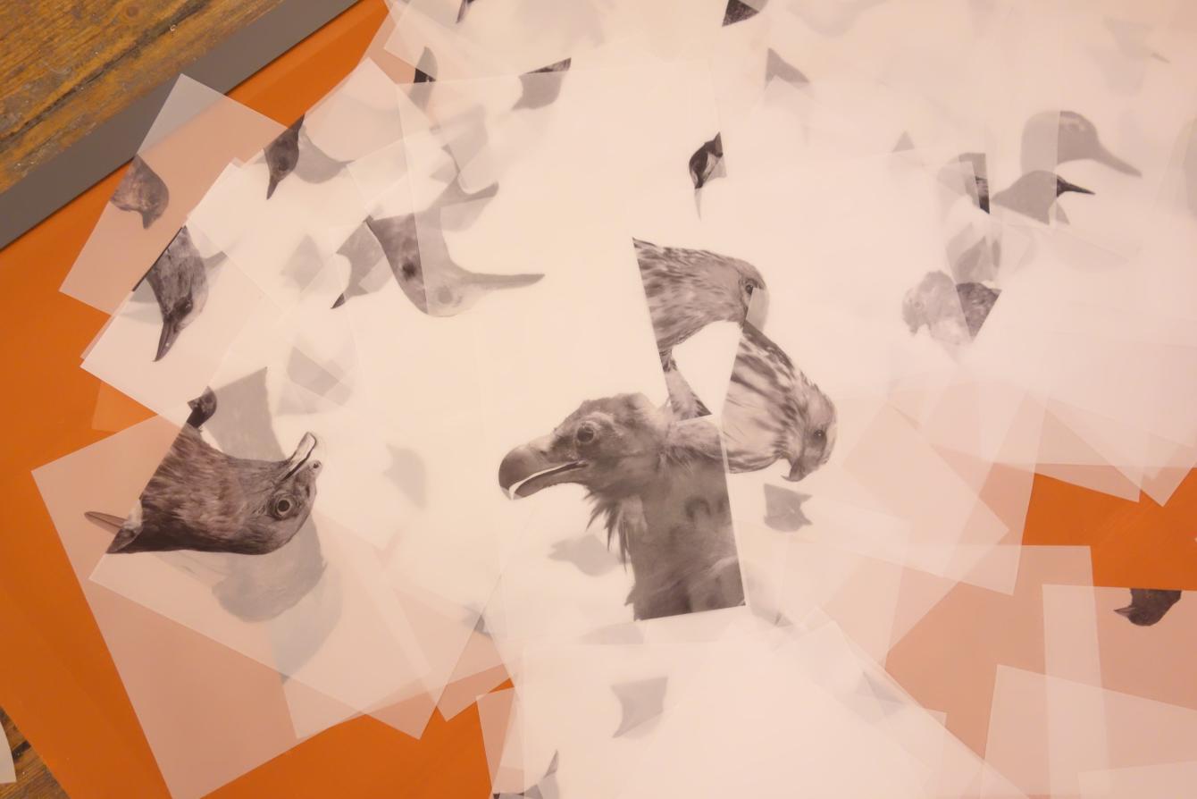 printed photos of birds scattered on top of each other