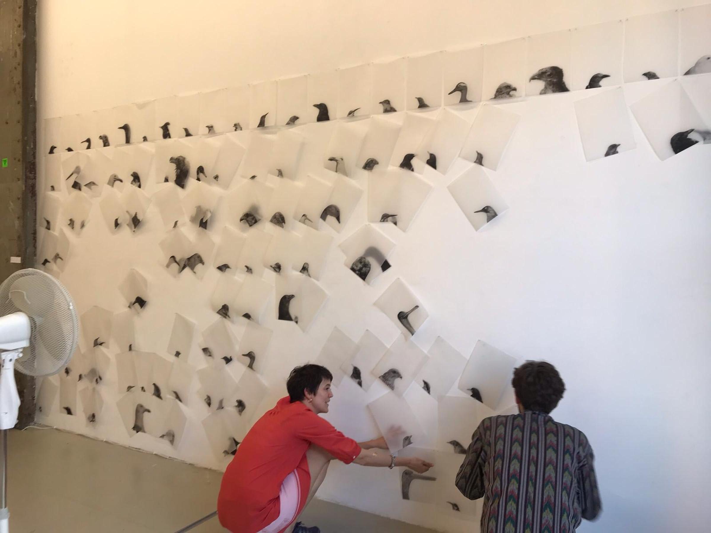 Two people attaching printed images of birds to a gallery wall